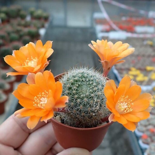 Rebutia kieslingii WR 694