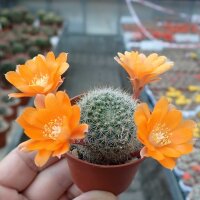 Rebutia kieslingii WR 694
