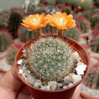 Rebutia kieslingii WR 694