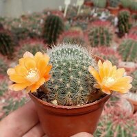 Rebutia kieslingii WR 694