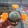 Rebutia kieslingii WR 694