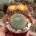 Rebutia kieslingii WR 694
