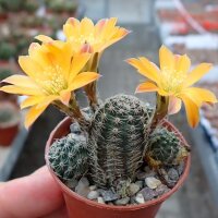 Rebutia knizei Pazna-Bolivien