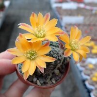 Rebutia knizei Pazna-Bolivien