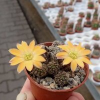 Rebutia knizei Pazna-Bolivien