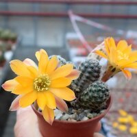Rebutia knizei Pazna-Bolivien