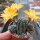 Rebutia knizei Pazna-Bolivien