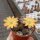 Rebutia knizei Pazna-Bolivien