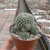 Rebutia krainziana