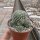 Rebutia krainziana