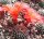Rebutia krainziana