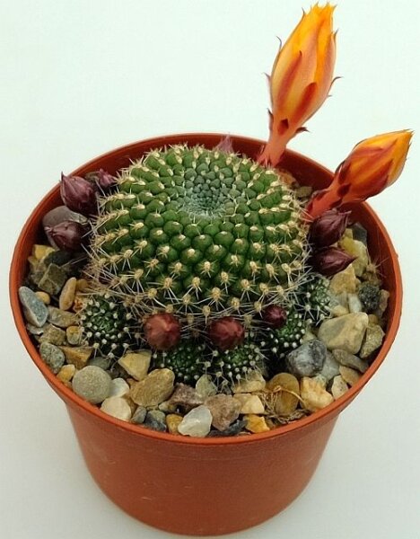 Rebutia krainziana J 212