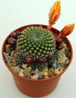Rebutia krainziana J 212