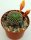Rebutia krainziana J 212