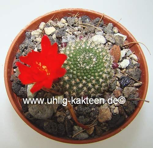 Rebutia krainziana Nudum