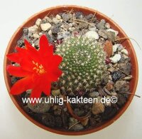 Rebutia krainziana Nudum