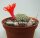 Rebutia krainziana Nudum