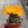 Rebutia krainziana cv. Orangiflora