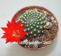 Rebutia krainziana cv. Rubriflora