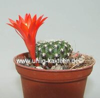 Rebutia krainziana cv. Rubriflora