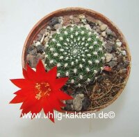 Rebutia krainziana cv. Rubriflora