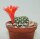 Rebutia krainziana cv. Rubriflora