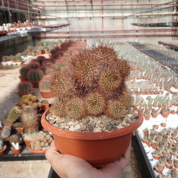 Rebutia kupperiana