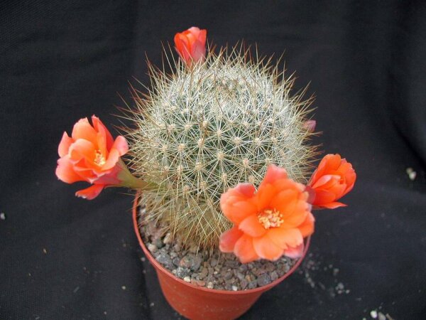 Rebutia kupperiana FR 762