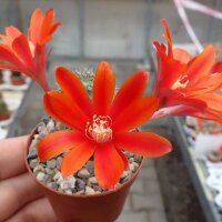 Rebutia lateritia KK 1519