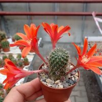 Rebutia lateritia KK 1519