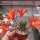 Rebutia lateritia KK 1519