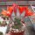 Rebutia lateritia KK 1519