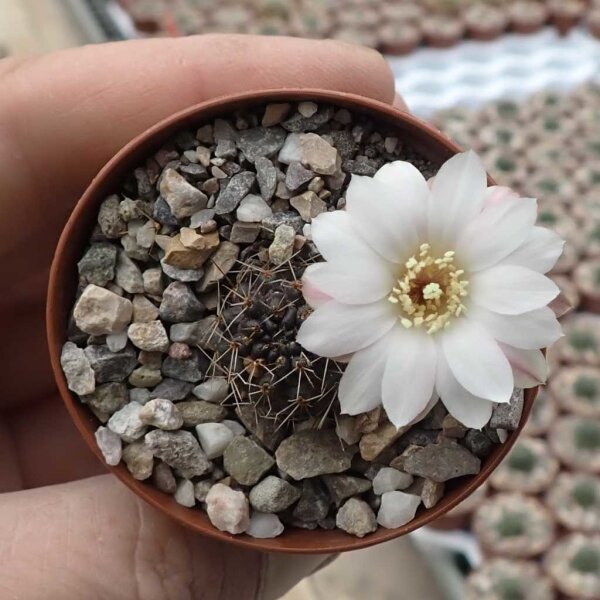 Rebutia leucanthema WR 305