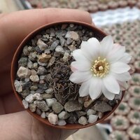 Rebutia leucanthema WR 305