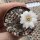 Rebutia leucanthema WR 305