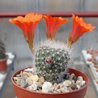 Rebutia leuconella KK 1835