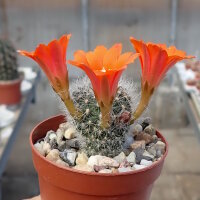 Rebutia leuconella KK 1835