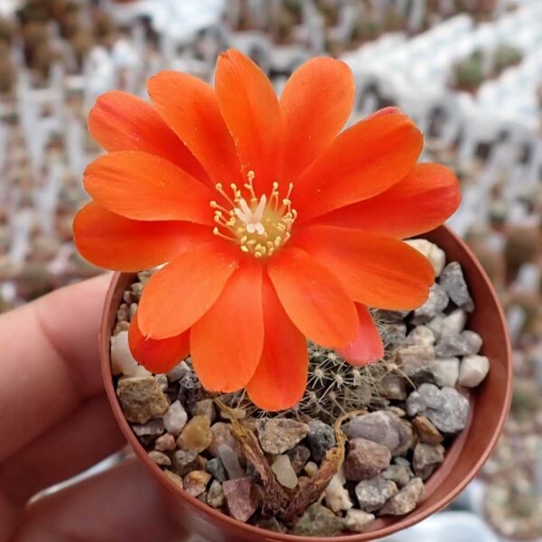 Rebutia mairanana KK 1803
