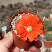Rebutia mairanana KK 1803