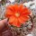 Rebutia mairanana KK 1803