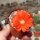 Rebutia mairanana KK 1803