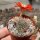 Rebutia mairanana KK 1803