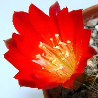 Rebutia margarethae v. L 550