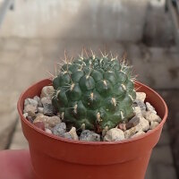 Rebutia margarethae v. L 550