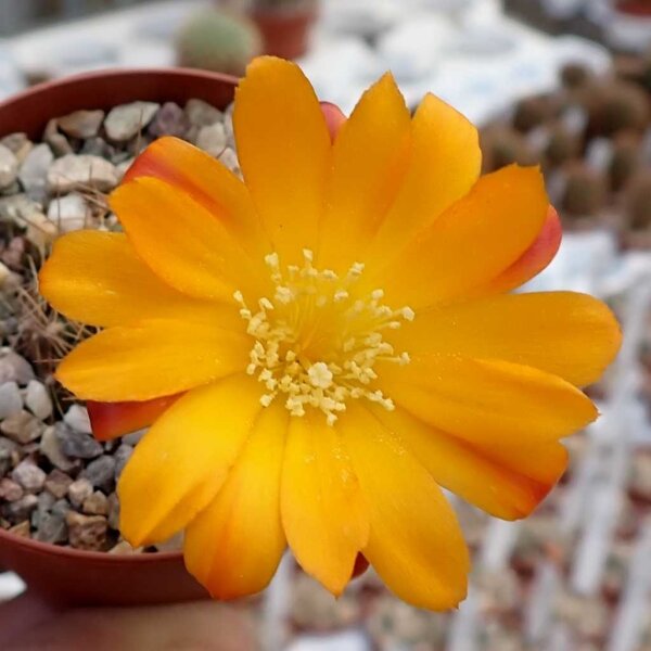 Rebutia margarethae v. L 554