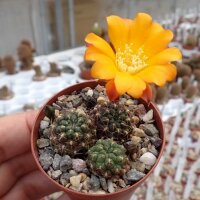 Rebutia margarethae v. L 554