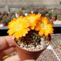 Rebutia margarethae v. L 554