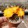 Rebutia margarethae v. L 554