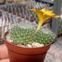 Rebutia marsoneri v. sieperdaiana