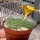 Rebutia marsoneri v. sieperdaiana